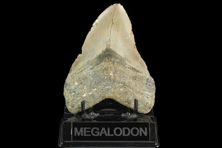 Fossil Megalodon Tooth - North Carolina #124672